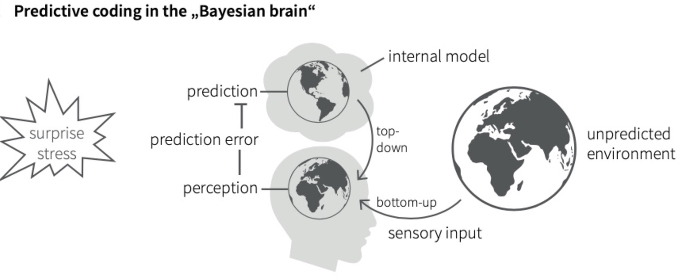 Theory: The Bayesian Brain Hypothesis Explained | ADDspeaker