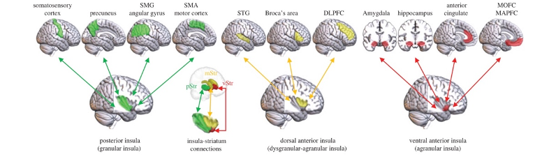 brain hypothesis psychology