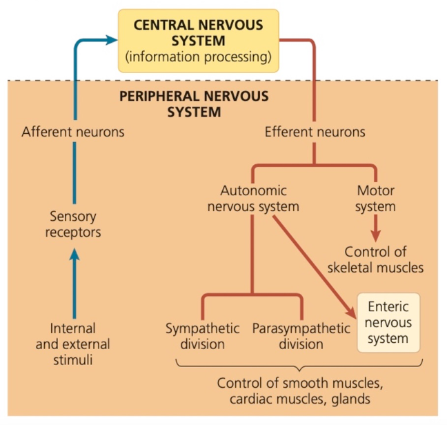 brain hypothesis psychology